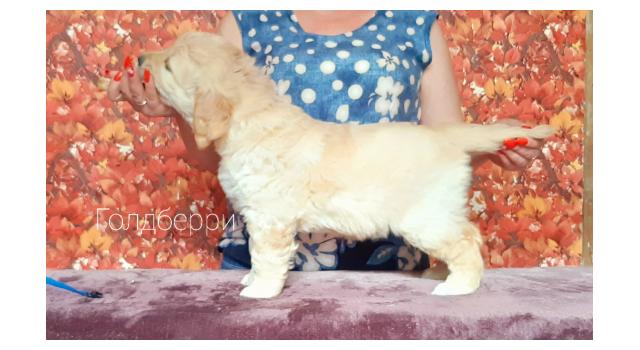 Щенки золотистого ретривера в питомнике Goldberry Щенки золотистого ретривера в питомнике Goldberry