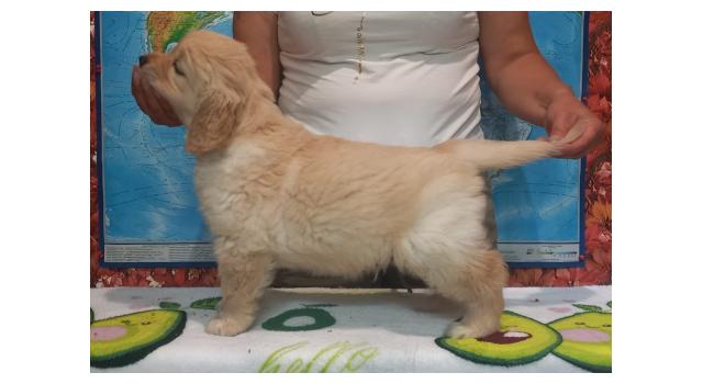 Щенки золотистого ретривера в питомнике Goldberry Щенки золотистого ретривера в питомнике Goldberry