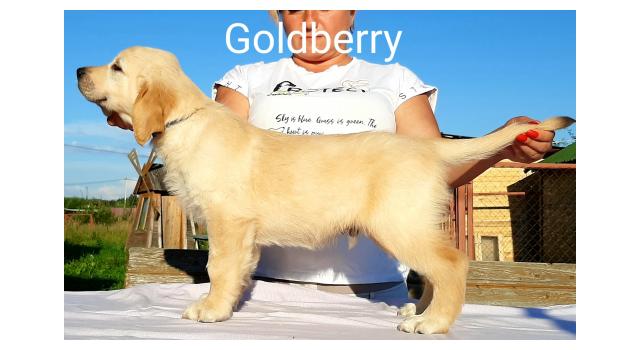 Щенки золотистого ретривера в питомнике Goldberry Щенки золотистого ретривера в питомнике Goldberry