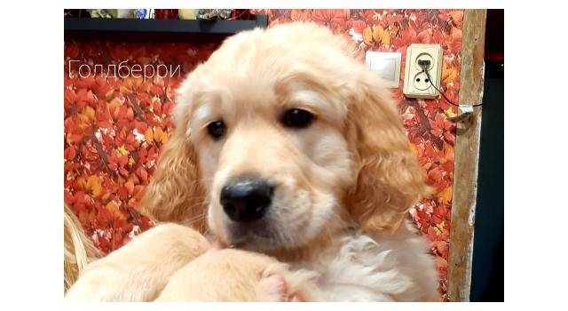 Щенки золотистого ретривера в питомнике Goldberry Щенки золотистого ретривера в питомнике Goldberry