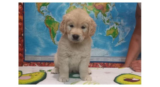 Щенки золотистого ретривера в питомнике Goldberry Щенки золотистого ретривера в питомнике Goldberry