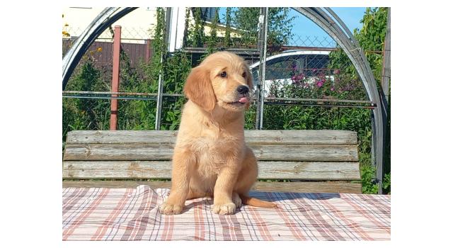 Щенки золотистого ретривера в питомнике Goldberry Щенки золотистого ретривера в питомнике Goldberry