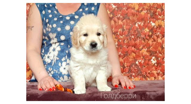 Щенки золотистого ретривера в питомнике Goldberry Щенки золотистого ретривера в питомнике Goldberry