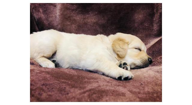 Щенки золотистого ретривера в питомнике Goldberry Щенки золотистого ретривера в питомнике Goldberry