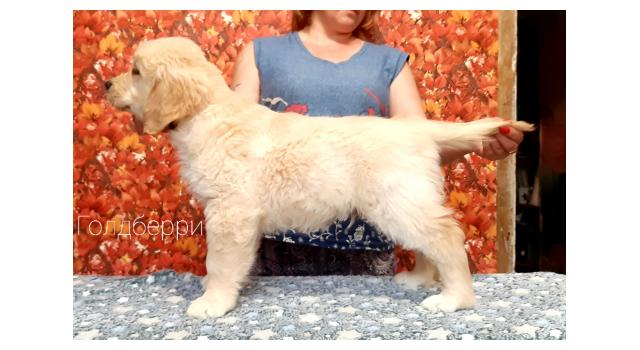 Щенки золотистого ретривера в питомнике Goldberry Щенки золотистого ретривера в питомнике Goldberry