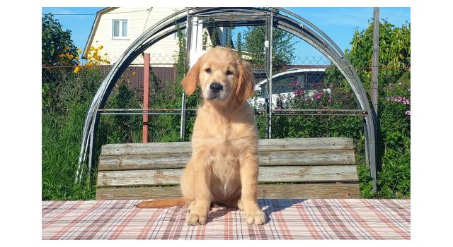 Щенки золотистого ретривера в питомнике Goldberry Щенки золотистого ретривера в питомнике Goldberry