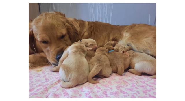 Щенки в питомнике Goldberry Щенки в питомнике Goldberry