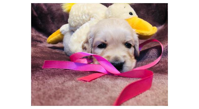 Щенки золотистого ретривера в питомнике Goldberry Щенки золотистого ретривера в питомнике Goldberry