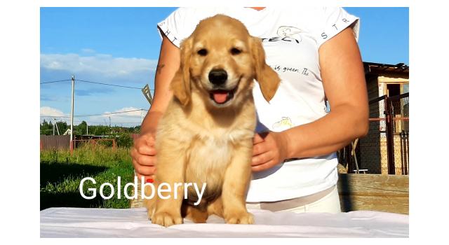 Щенки золотистого ретривера в питомнике Goldberry Щенки золотистого ретривера в питомнике Goldberry