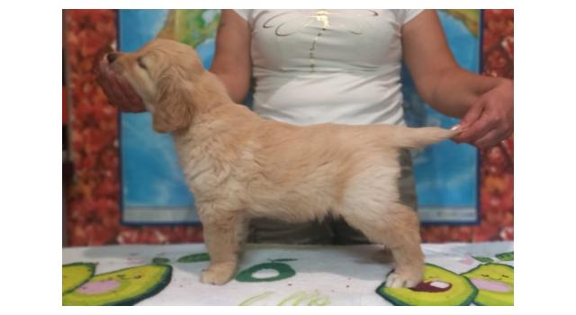 Щенки золотистого ретривера в питомнике Goldberry Щенки золотистого ретривера в питомнике Goldberry