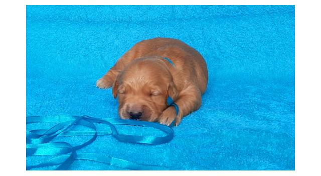 Щенки золотистого ретривера в питомнике Goldberry Щенки золотистого ретривера в питомнике Goldberry