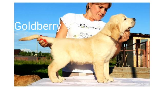Щенки золотистого ретривера в питомнике Goldberry Щенки золотистого ретривера в питомнике Goldberry