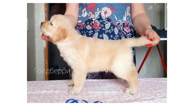 Щенки золотистого ретривера в питомнике Goldberry Щенки золотистого ретривера в питомнике Goldberry