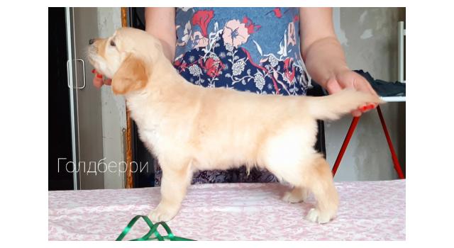 Щенки золотистого ретривера в питомнике Goldberry Щенки золотистого ретривера в питомнике Goldberry