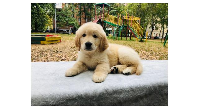 Щенки золотистого ретривера в питомнике Goldberry Щенки золотистого ретривера в питомнике Goldberry