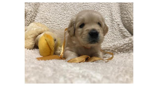 Щенки золотистого ретривера в питомнике Goldberry Щенки золотистого ретривера в питомнике Goldberry