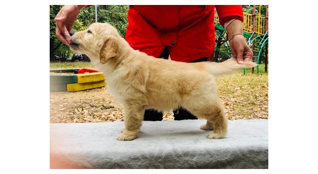 Щенки золотистого ретривера в питомнике Goldberry Щенки золотистого ретривера в питомнике Goldberry